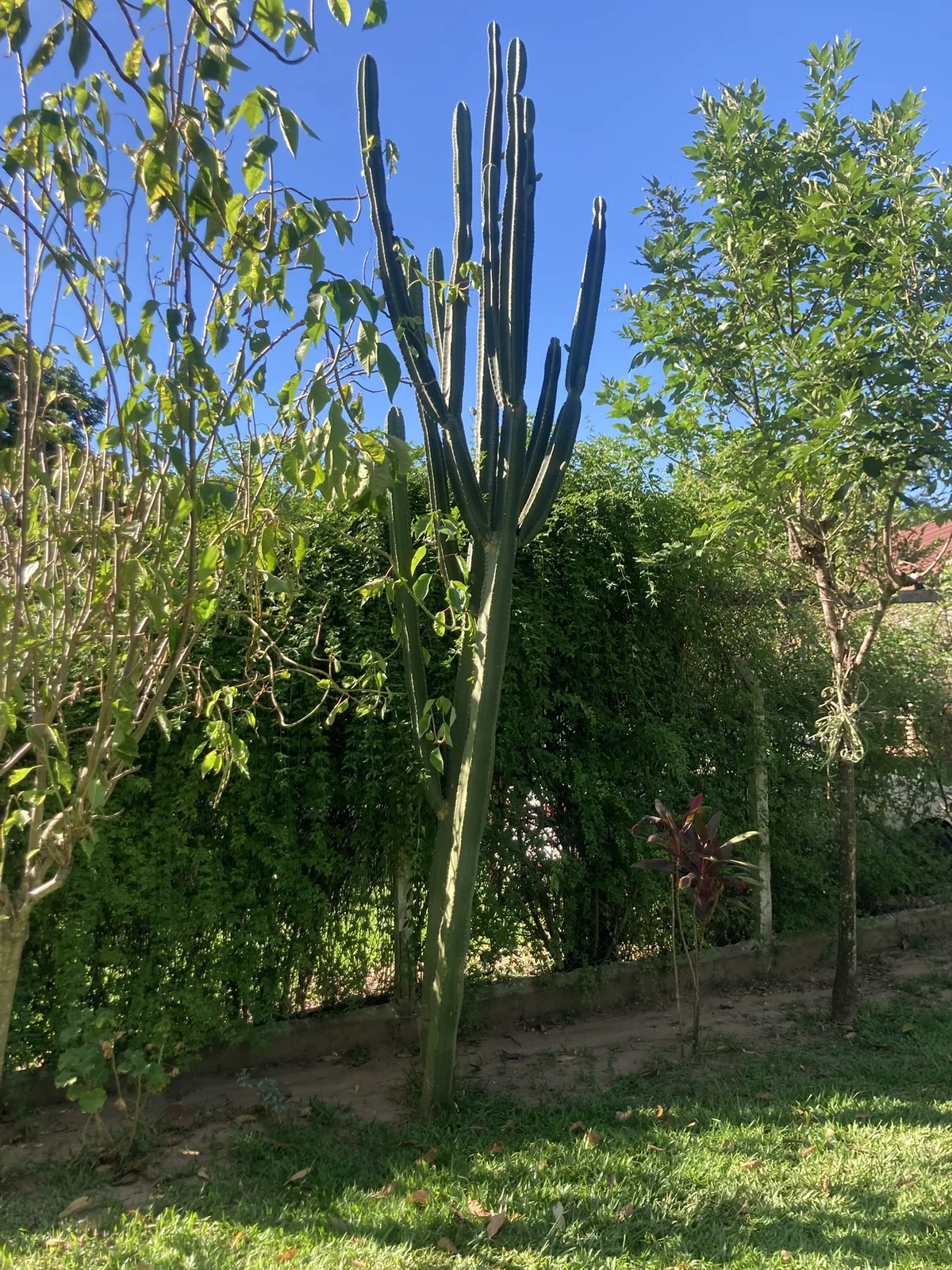 Cactus grande en el jardín de Cabaña Cactus I