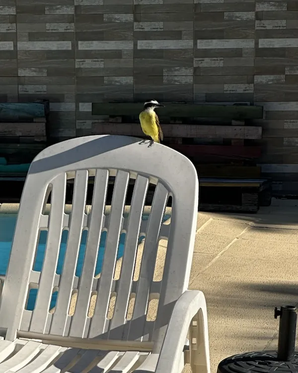 Pájaro posado junto a la pileta de Cabaña Cactus II